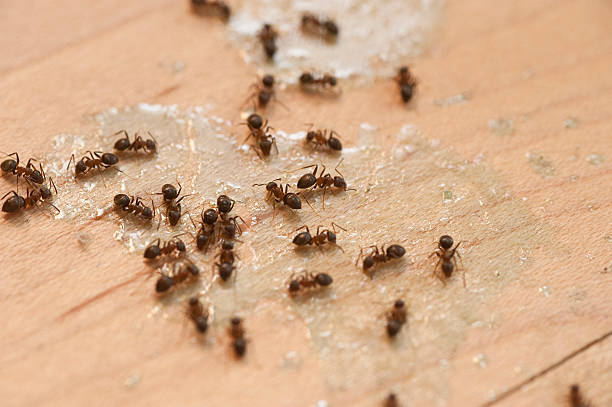 Best Ant Control Services  in Ville Ptte, LA