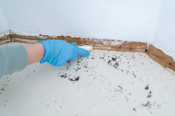 Best Wasp Removal Services  in Ville Ptte, LA